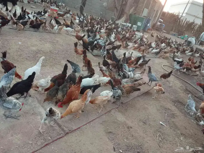 دجاج بلدي وفيومي عمرها فوق شهر أسعر 25 الصحه شرط 2