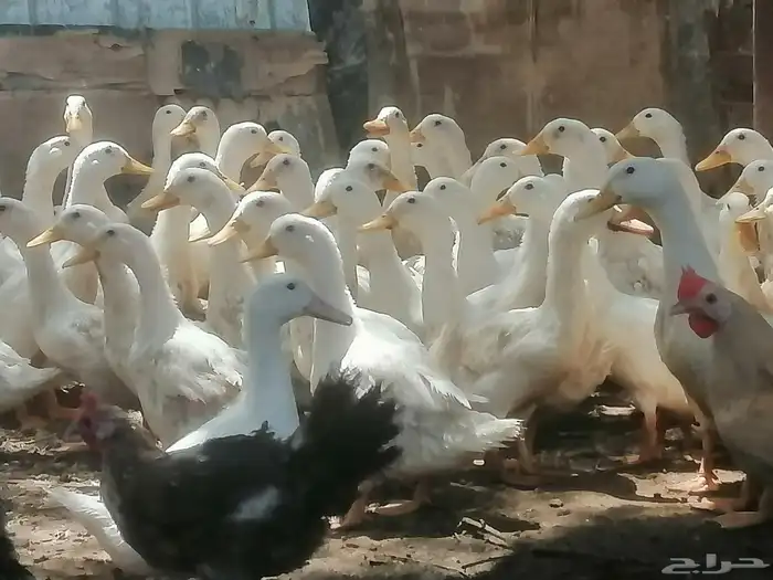 بط مصري و بكيني 4