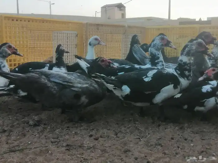 بط مصري و بكيني 5