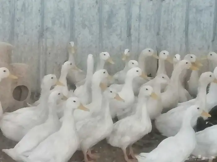 بط مصري و بكيني 1