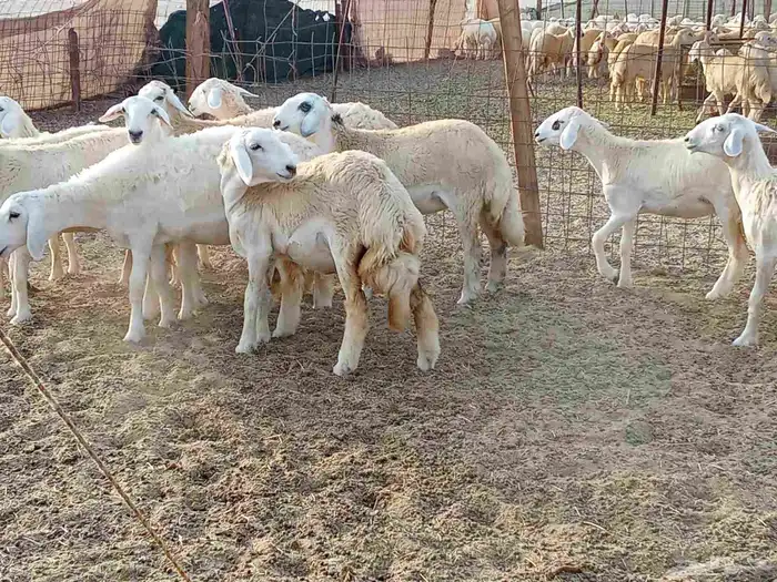 رخال العدد 29 0