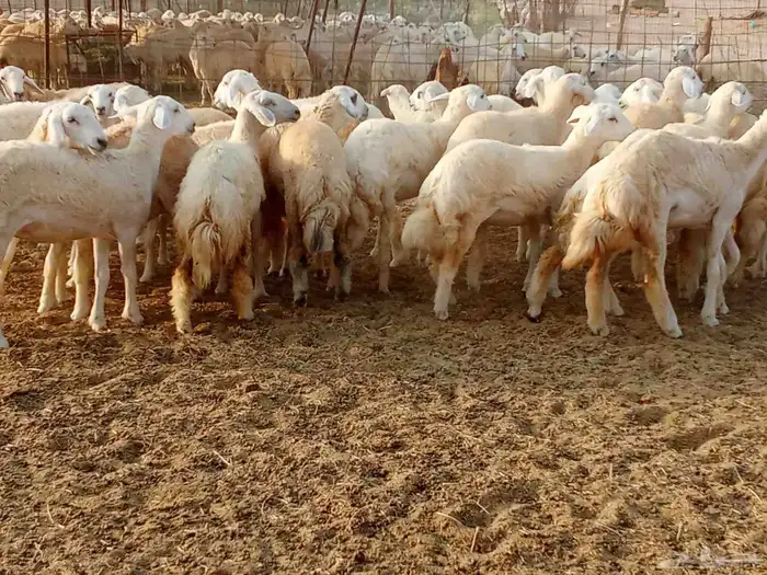 رخال العدد 29 3