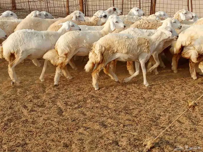 رخال العدد 29 5