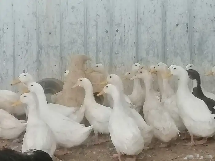 بط مصري و بكيني 0