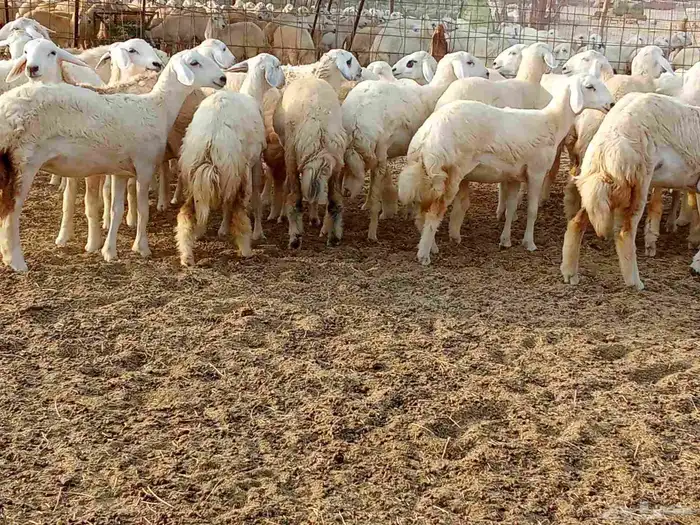 رخال العدد 29 4