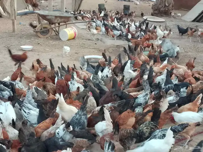 دجاج بلدي وفيومي عمرها فوق شهر أسعر 25 الصحه شرط 1