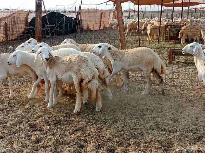 رخال العدد 29 2