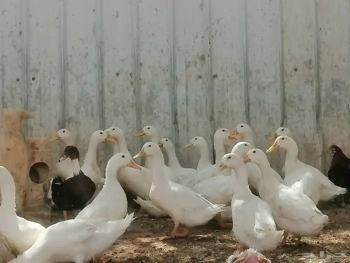 بط مصري و بكيني 2