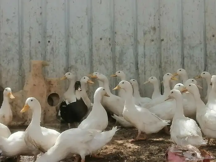 بط مصري و بكيني 3