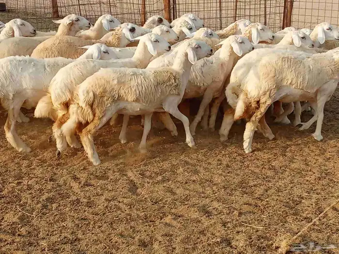 رخال العدد 29 9