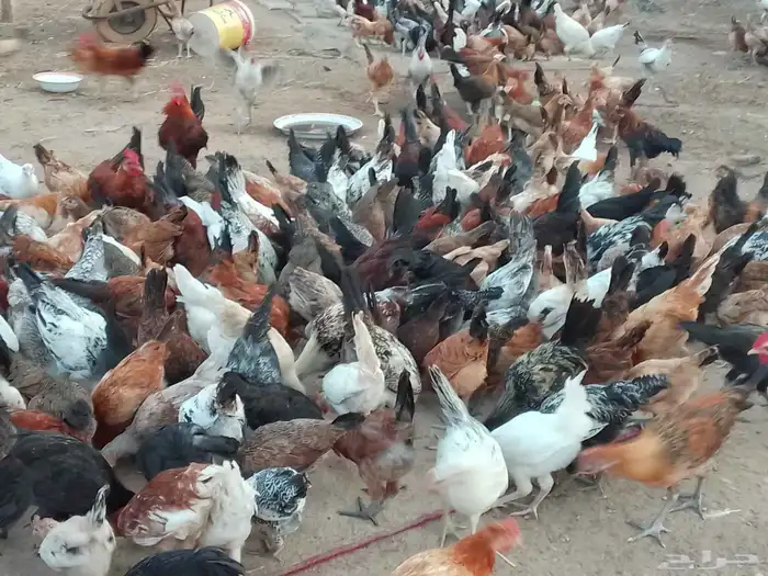 دجاج بلدي وفيومي عمرها فوق شهر أسعر 25 الصحه شرط 3
