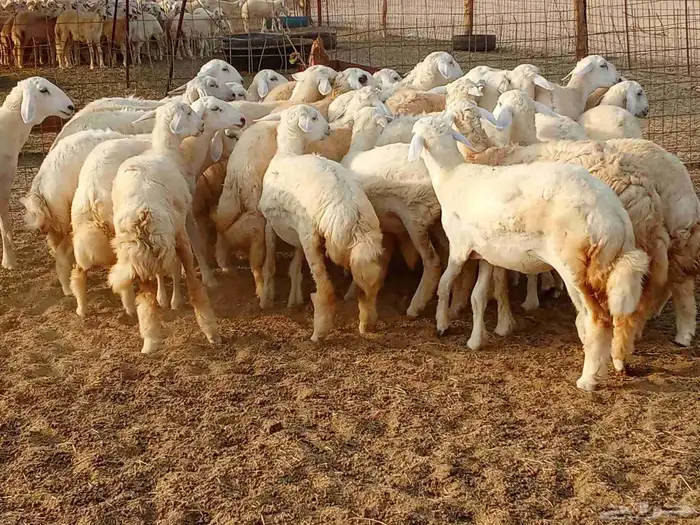 رخال العدد 29 8