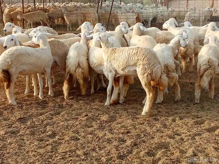 رخال العدد 29 7