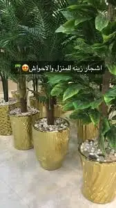زراعه جميع انواع الاشجار والنخل والنجيل والقص تزيين تقليم 2
