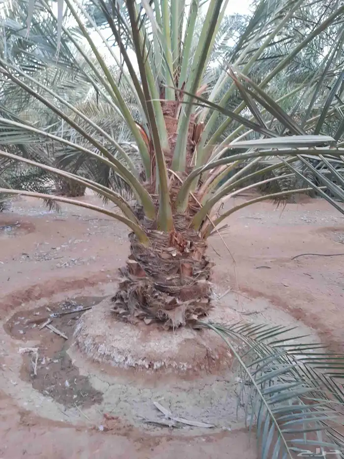 نخل مثمر اخلاص صقعي مجدول ونوايع ممتازه 6