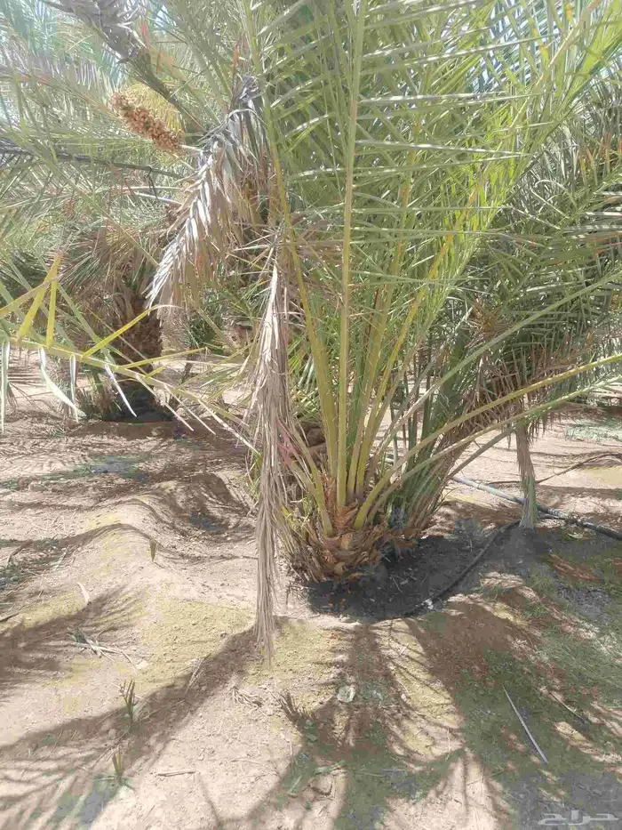 نخيل مثمر للبيع صقعي سكري اخلاص هلالي مجدوله شيشي خضري 2