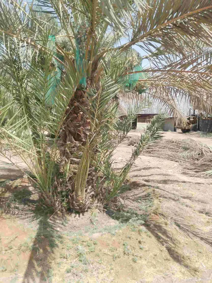 نخيل مثمر للبيع صقعي سكري اخلاص هلالي مجدوله شيشي خضري 1