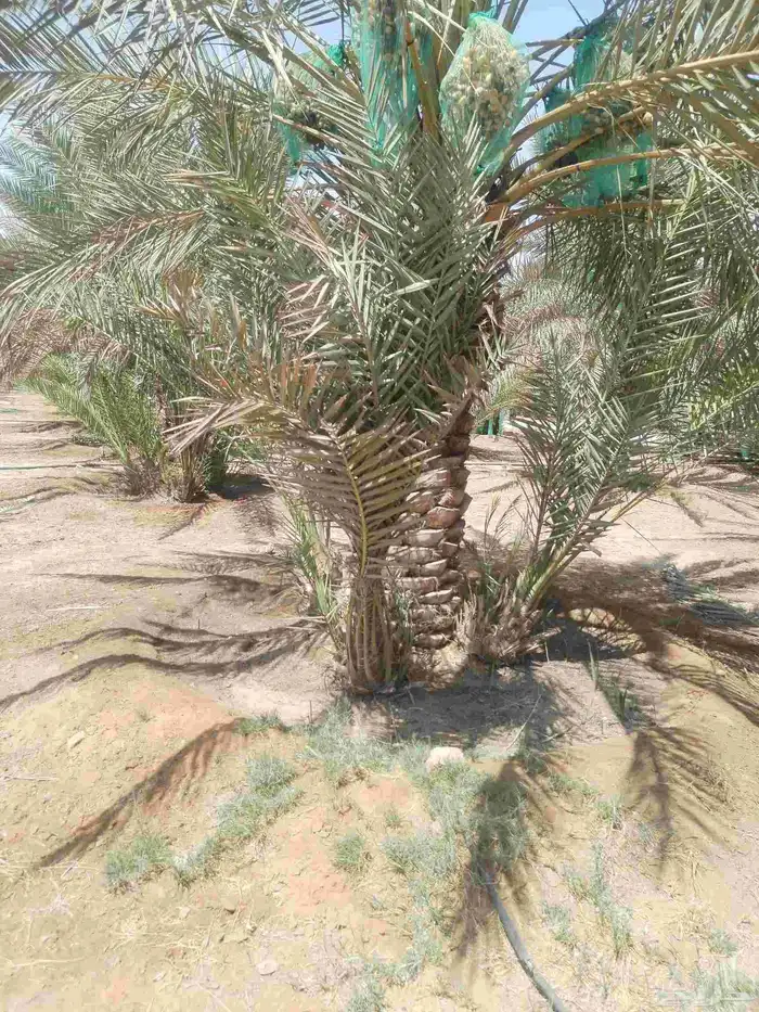 نخيل مثمر للبيع صقعي سكري اخلاص هلالي مجدوله شيشي خضري 3