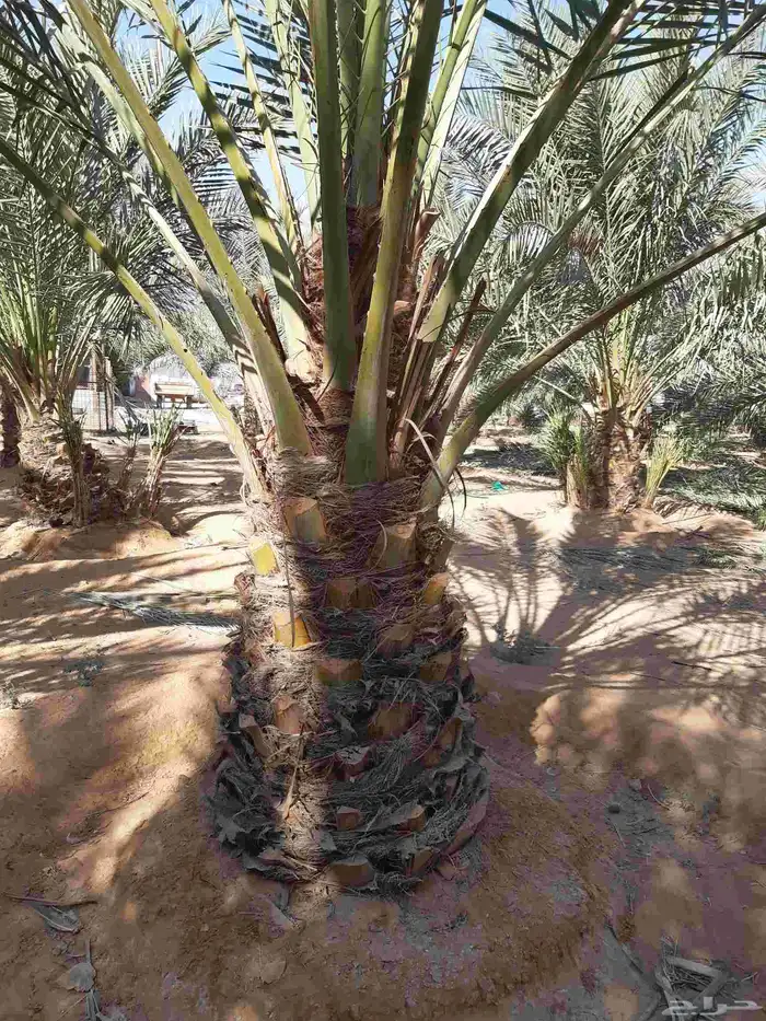 نخل مثمر اخلاص صقعي مجدول ونوايع ممتازه 7