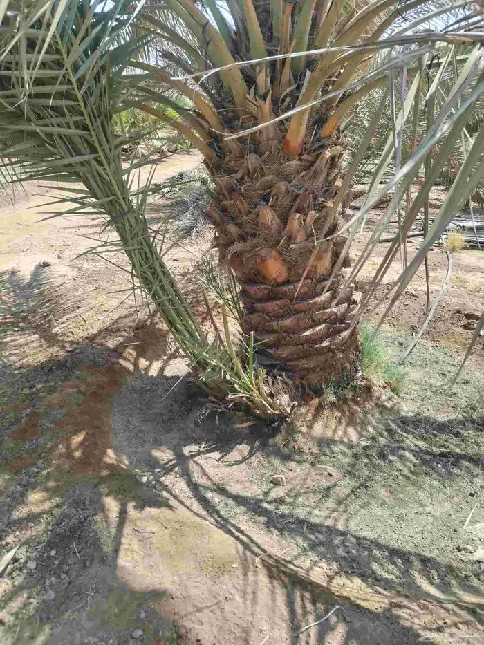 نخيل مثمر للبيع صقعي سكري اخلاص هلالي مجدوله شيشي خضري 7
