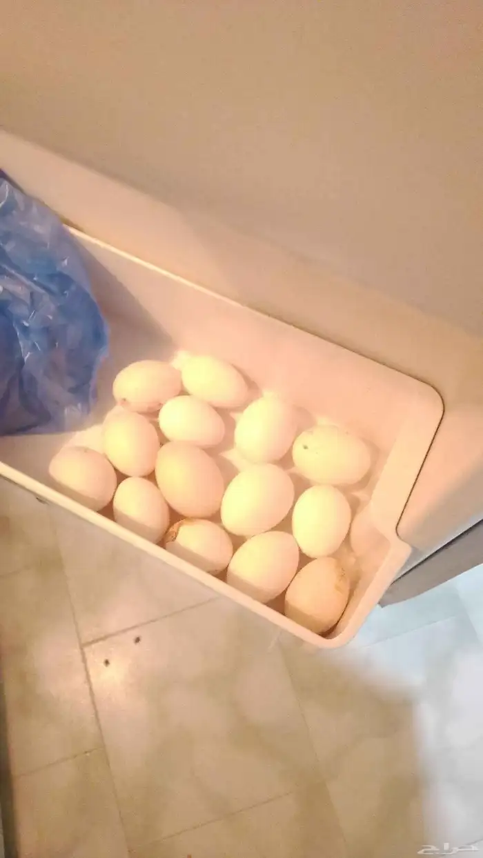 دجاج بياض شرط 0