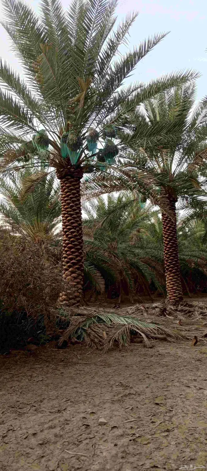 تكريب وتنظيف وشذاب نخل العربي 0
