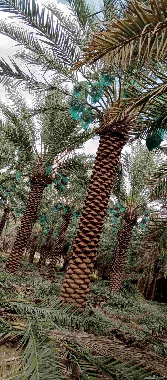 تكريب وتنظيف وشذاب نخل العربي 1