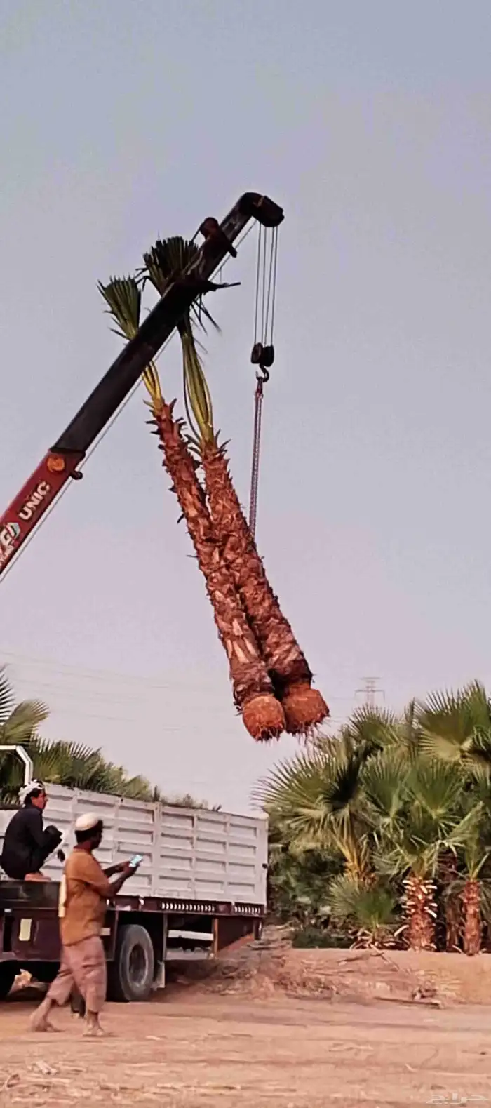 للبيع نخيل الزينه الواشنطونياء الامريكي 3