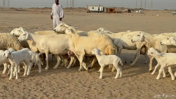 غنم حريات خالفات طيبه 2