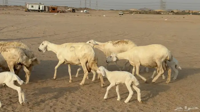 غنم حريات خالفات طيبه 0