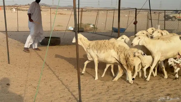 غنم حريات صنف الصنف خلفات 6
