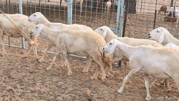 غنم حريات دفيع ضان مقاني مراح 37