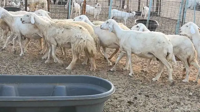 غنم حريات دفيع ضان مقاني مراح 0