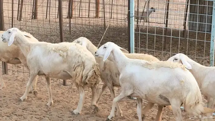 غنم حريات دفيع ضان مقاني مراح 35