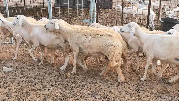 غنم حريات دفيع ضان مقاني مراح 4