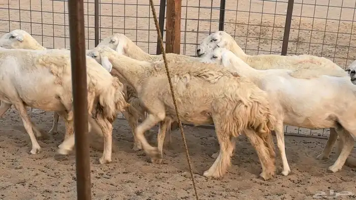 غنم حريات دفيع ضان مقاني مراح 16