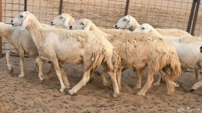 غنم حريات دفيع ضان مقاني مراح 22