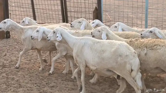 غنم حريات دفيع ضان مقاني مراح 33