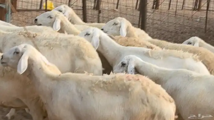 غنم حريات دفيع ضان مقاني مراح 42