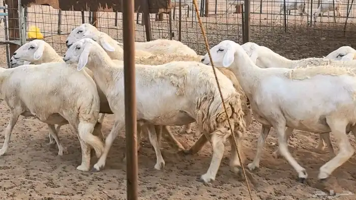 غنم حريات دفيع ضان مقاني مراح 19