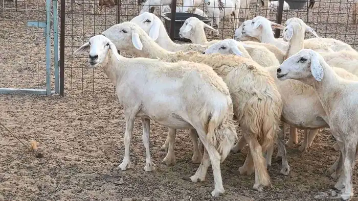 غنم حريات دفيع ضان مقاني مراح 26