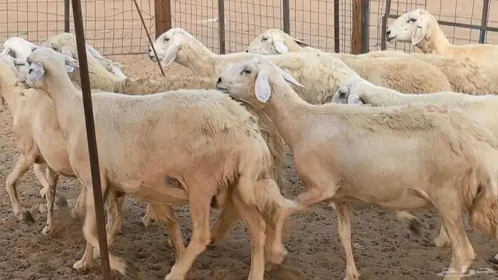 غنم حريات دفيع ضان مقاني مراح 1