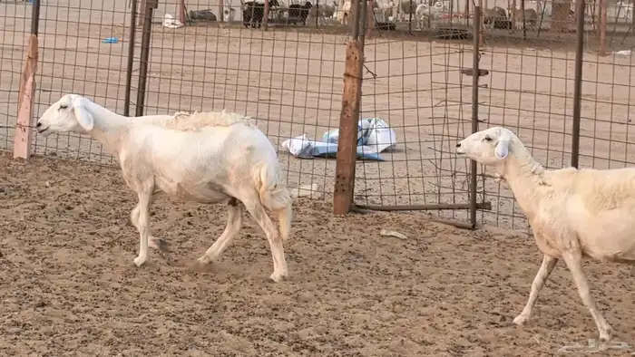 غنم حريات دفيع ضان مقاني مراح 31