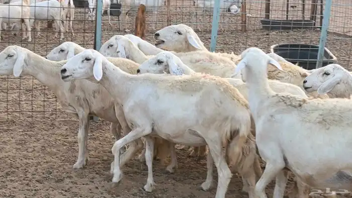 غنم حريات دفيع ضان مقاني مراح 27