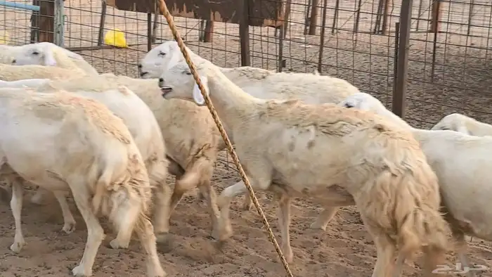 غنم حريات دفيع ضان مقاني مراح 23