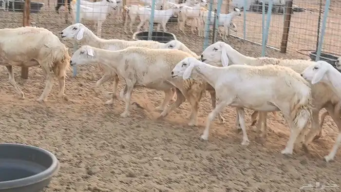 غنم حريات دفيع ضان مقاني مراح 38