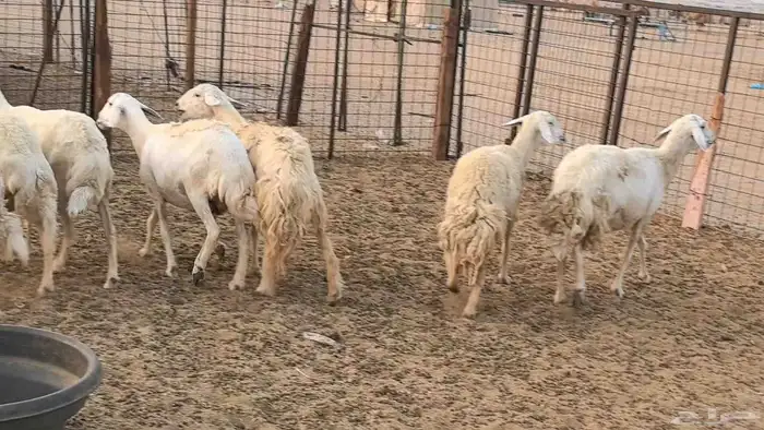 غنم حريات دفيع ضان مقاني مراح 14