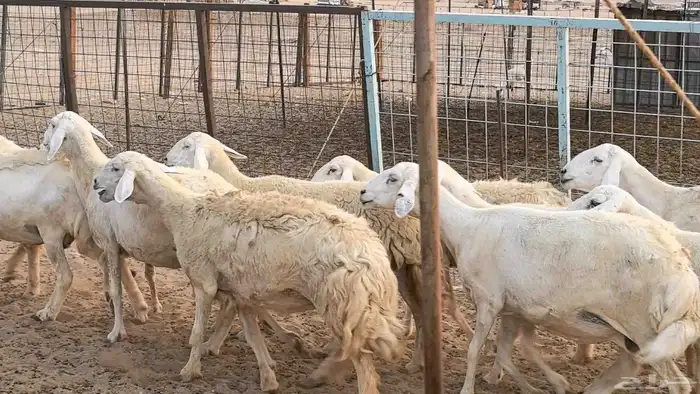 غنم حريات دفيع ضان مقاني مراح 3