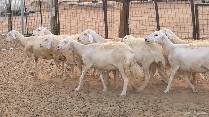 غنم حريات دفيع ضان مقاني مراح 40