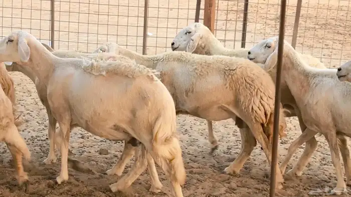 غنم حريات دفيع ضان مقاني مراح 48